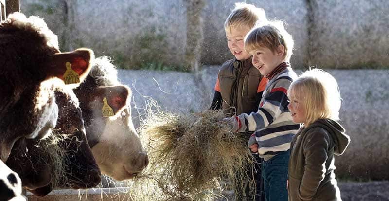Children-feeding-cows Življenje na kmetiji
