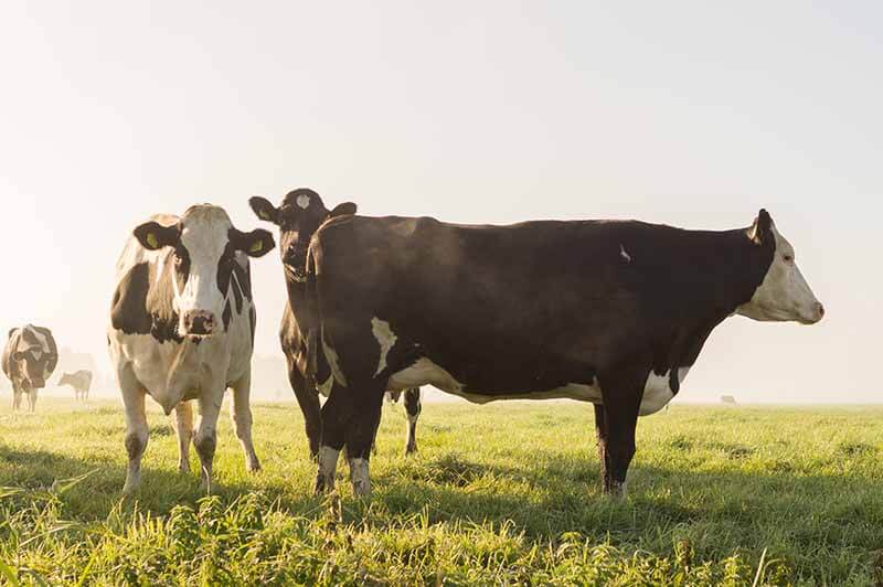 animals-cows-farm Kmetija in čista pitna voda