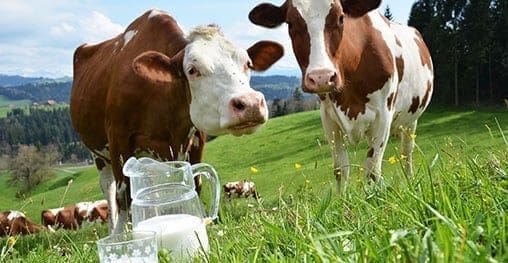 cows-milk-substitutes Dobra voda = dobro mleko
