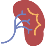 kidney-150x150