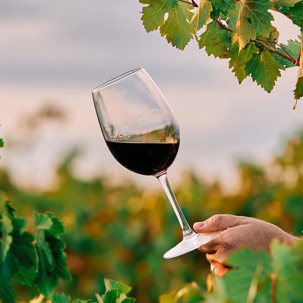 Vinogradništvo