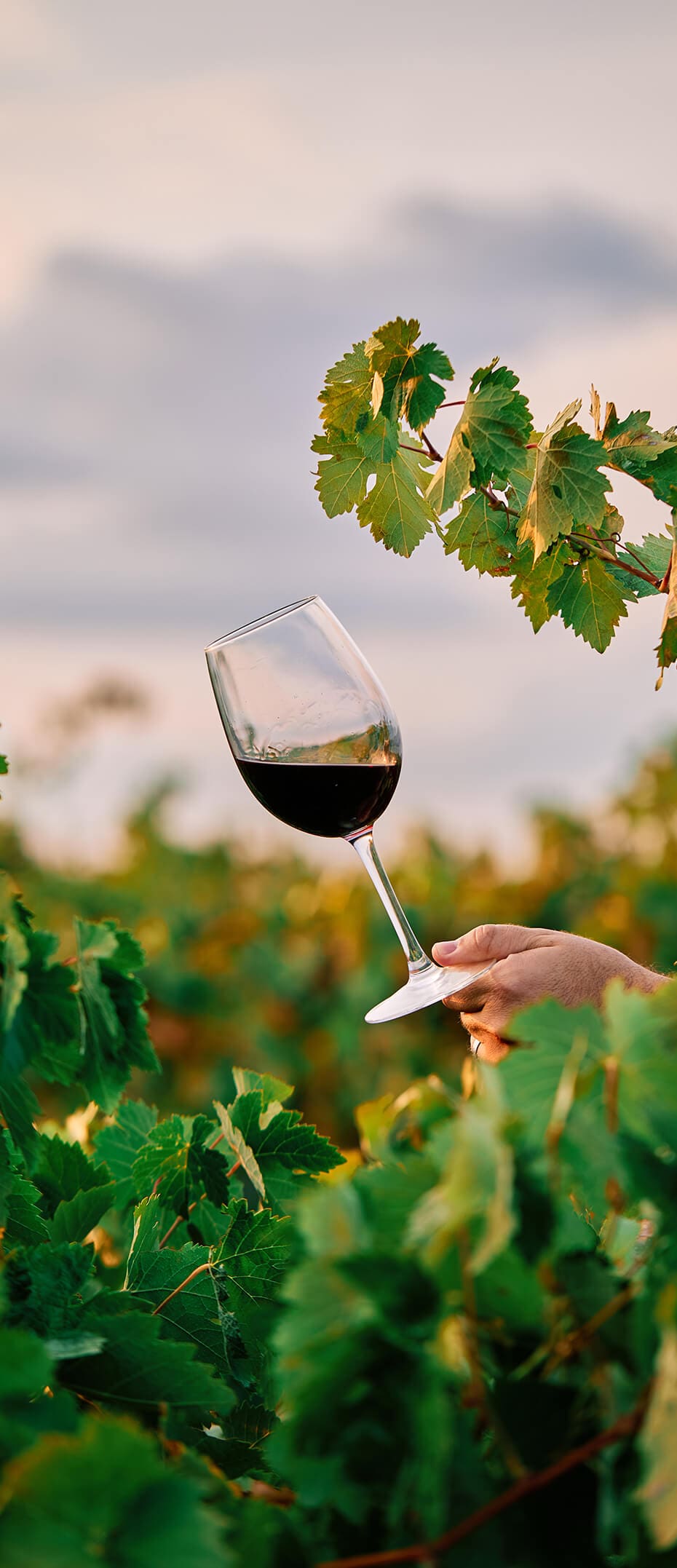 vinogradnistvo Vinogradništvo